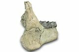 Fossil Titanothere (Megacerops) Jaw - South Dakota #300004-5